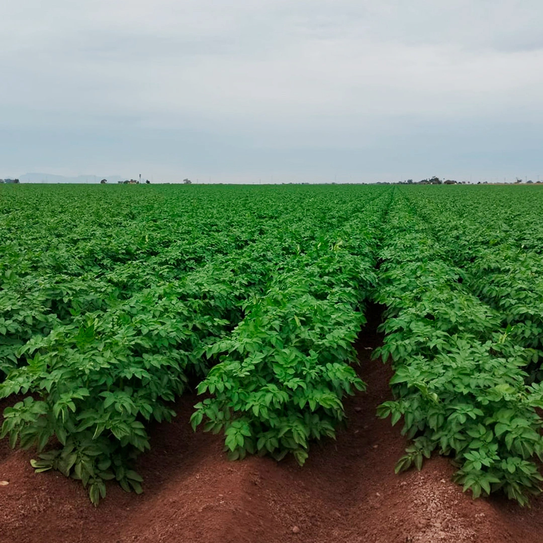 Campo de cultivo
