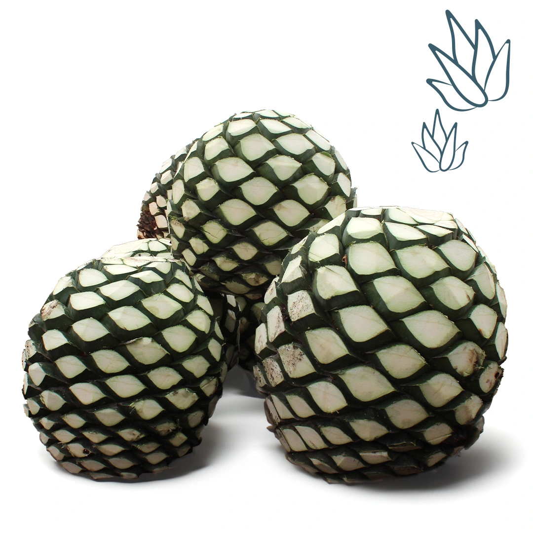 Agave Weber Azul